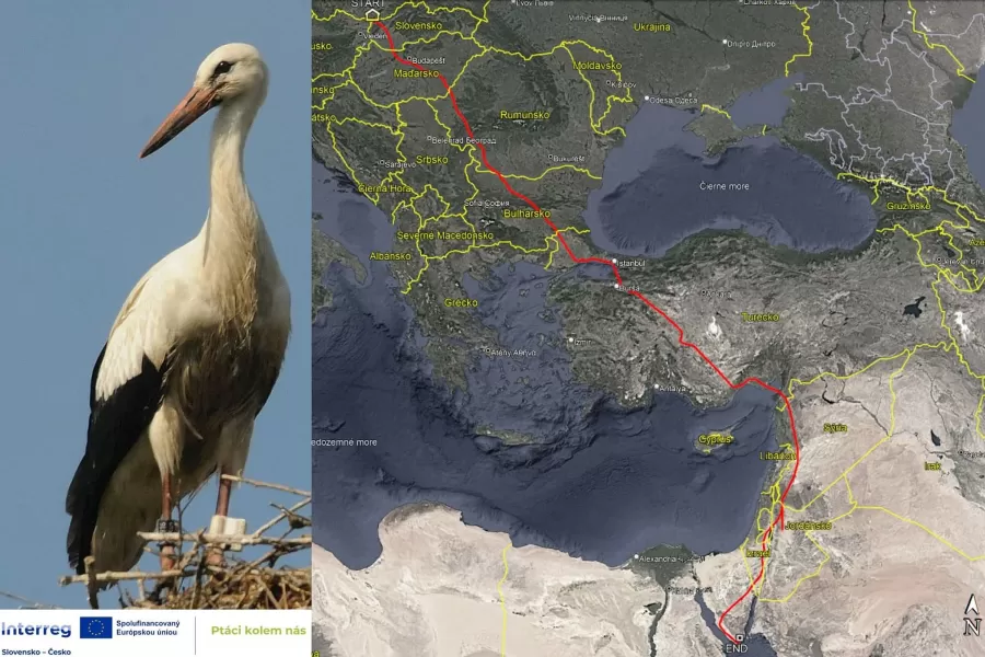 Prvý bocian biely s vysielačkou dorazil do Afriky!