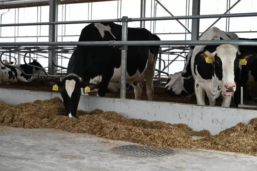 Moderná farma na chov dojníc v areáli PD Horné Obdokovce otvorená