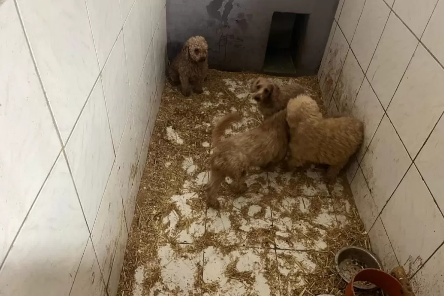 Prievidzská veterinárna správa zhabala z chovného zariadenia vyše 270 psov