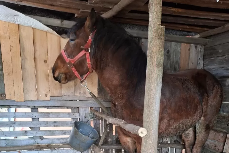 Keď chcel veterinárnych lekárov zahlušiť lopatou, ako by sa staral o koňa?