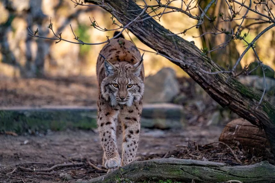 ZOO Bojnice: Prijali sme dve mláďatá rysa ostrovida 