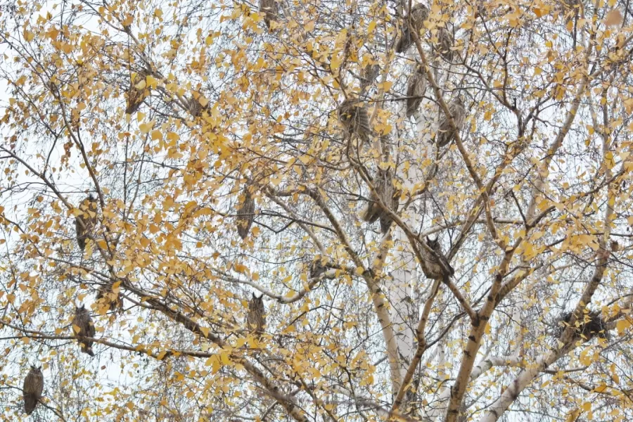 Zapojíte sa? Mapovanie zimovísk myšiarok ušatých 2026