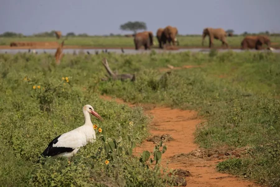 Bociany zo Záhoria zimovali v 8 afrických krajinách