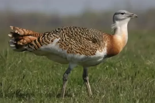 Ešte pred sto rokmi ich boli tisíce. Dnes tento druh bojuje o prežitie. Vtákom roka 2026 je drop veľký (Otis tarda)