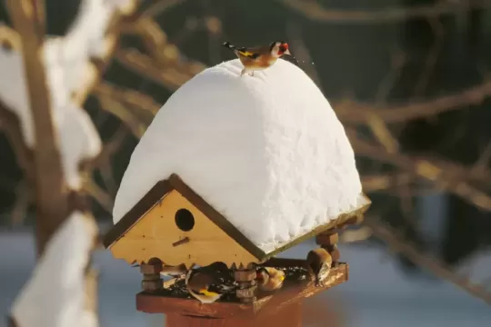 Vtáčia hodinka 2026 je za nami