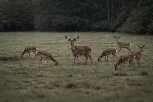 Historický krok v riadení zveri: ministerstvo zavádza nové pravidlá pre manažment raticovej zveri