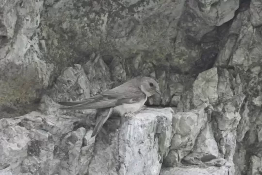 Lastovičke skalnej sa na Slovensku páči