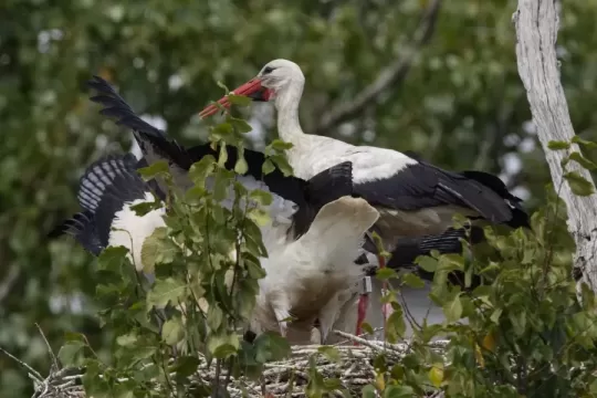 Bociany odštartovali svoju epickú migráciu do Afriky